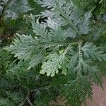 Selaginella willdenowii Лист