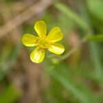 Ranunculus flammula Blüte