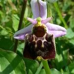 Ophrys fuciflora മറ്റ്