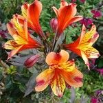 Alstroemeria spp. Цветок