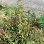 Polystichum setiferum Blad