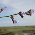 Limonium auriculiursifolium Други