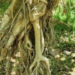 Ficus cordata Corteza