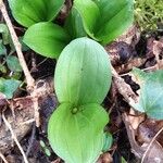 Neottia ovataЛисток