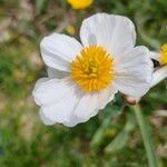 Ranunculus amplexicaulis Flower