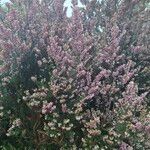 Erica erigena Flor