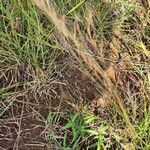 Aristida adscensionis Flower