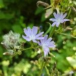 Lactuca floridana Blomma