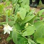 Passiflora subpeltata ശീലം