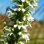 Platanthera elegans Flor