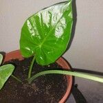 Alocasia odora Liść