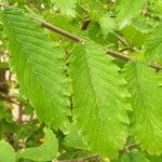 Hemiptelea davidii Leaf