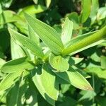 Lilium carniolicum Blad