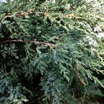 Juniperus recurva ഇല