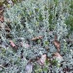 Artemisia pedemontana Лист