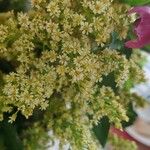 Solidago canadensisFlors