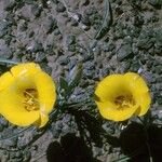 Calochortus aureus Blüte