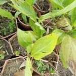 Canna glauca Folha