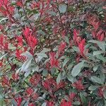 Photinia glabraΦύλλο