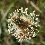 Plantago argentea Fula
