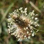 Plantago argentea Цветок