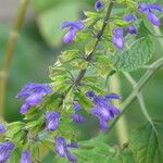 Salvia mexicana Cvet