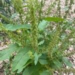 Rumex obtusifolius花