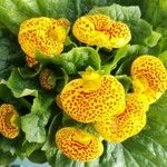 Calceolaria integrifoliaBlodyn