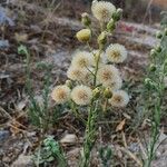 Conyza bonariensis 花