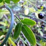 Chrysojasminum fruticans Folla