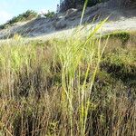 Typha orientalis Habit