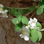 Antirrhinum molle Flower