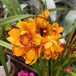 Cymbidium devonianum Cvet