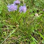 Scabiosa canescens Blüte
