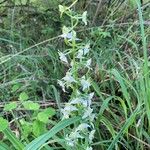 Platanthera chloranthaപുഷ്പം