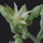 Sedum allantoides Blomma