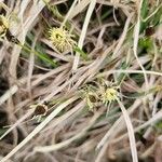 Carex montana ᱵᱟᱦᱟ