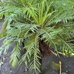 Blechnum gibbum Ліст