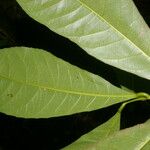 Gymnanthes riparia Leaf