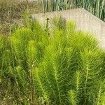 Equisetum fluviatileList