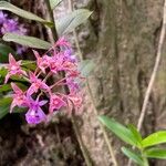 Epidendrum porphyreum Flor