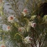 Serruria florida Blomst