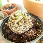 Mammillaria wrightii Flor