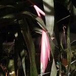 Billbergia nutansFlower