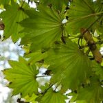 Acer shirasawanum Leaf