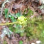 Moneses uniflora Fruit