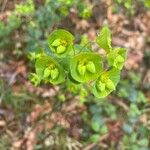 Euphorbia amygdaloidesFolha