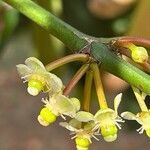 Garcinia intermedia Flower