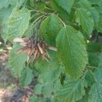 Acer carpinifolium Fruit