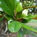 Magnolia grandiflora Φύλλο